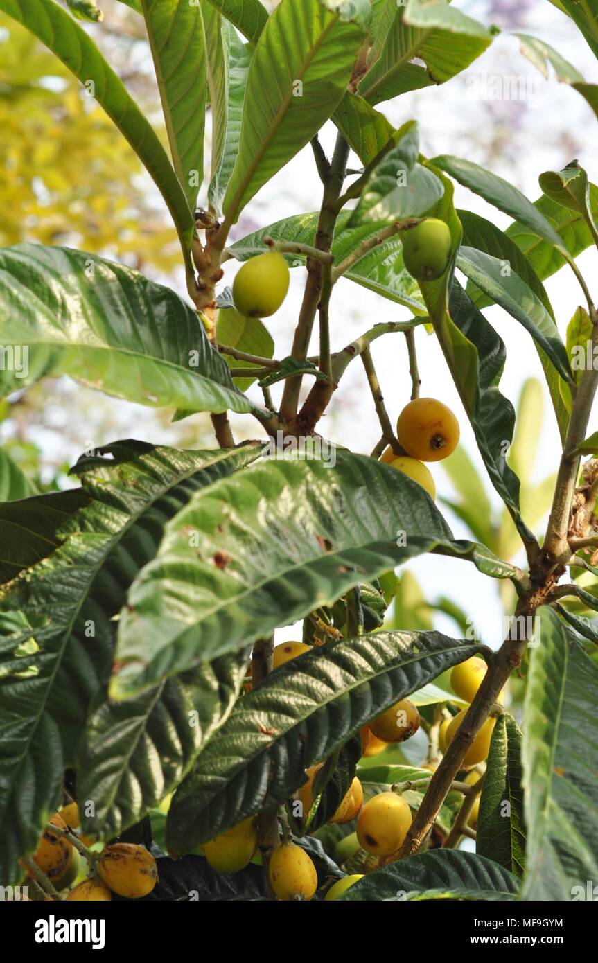 Particolare di un Nespolo con Splendide foglie Verdi e nespole ausgereifte, Albero con Frutti Stockfoto