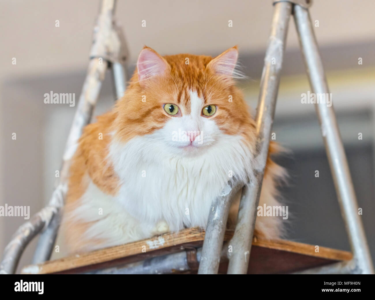 Ziemlich nach rote Katze auf Leiter in hellem Zimmer Stockfoto