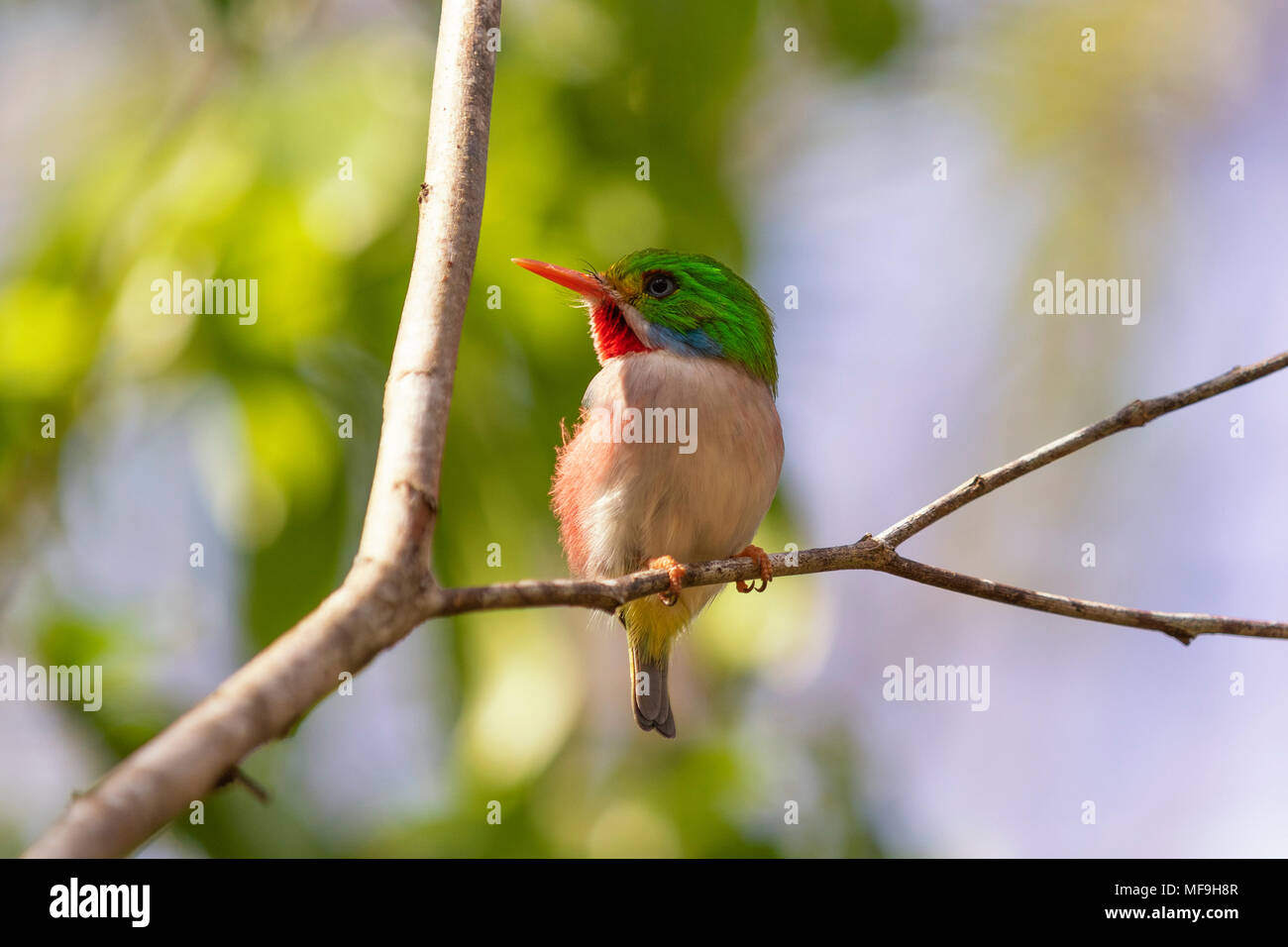 Kubanische heute, 02. Stockfoto