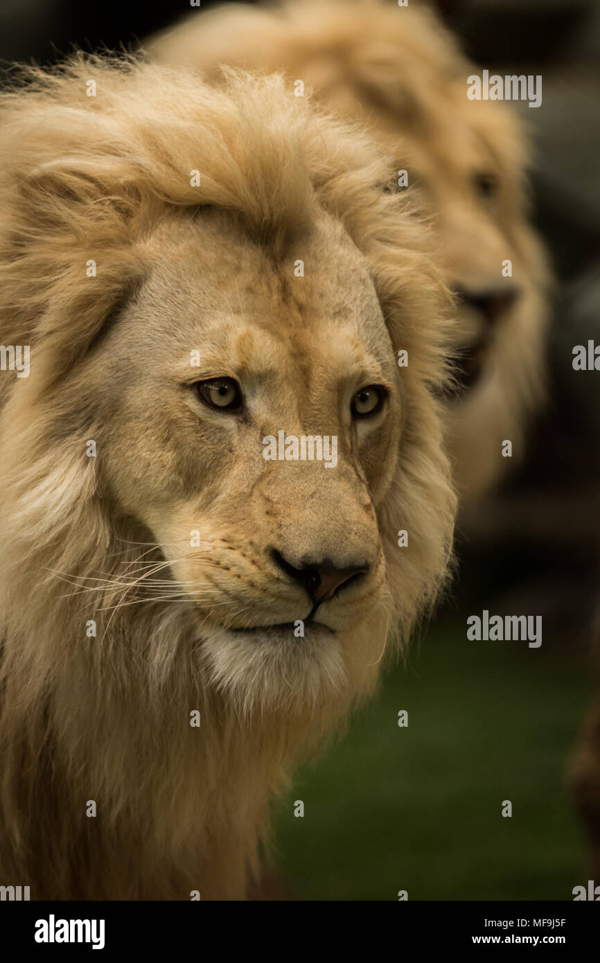 Ich fotografierte diese schöne Lion während es andere Passanten im Mirage Hotel und Casino Seigfried und Roy's Secret Garden, Las Vegas, beobachtet. Stockfoto
