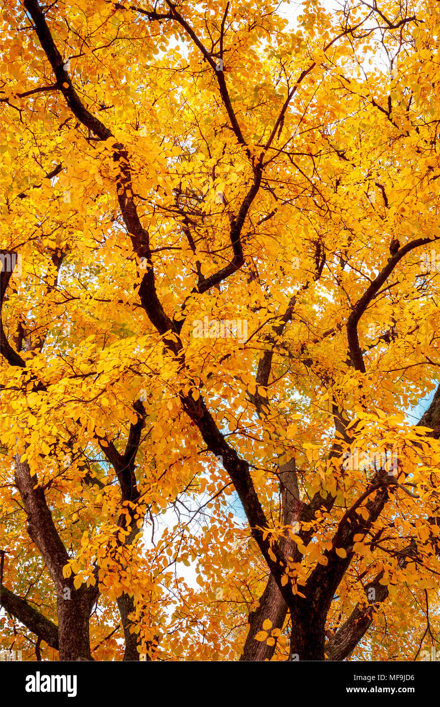 Herbst Baum mit helle gelbe Blätter. Kontrast Baum mit hellen Blätter, Textur Stockfoto