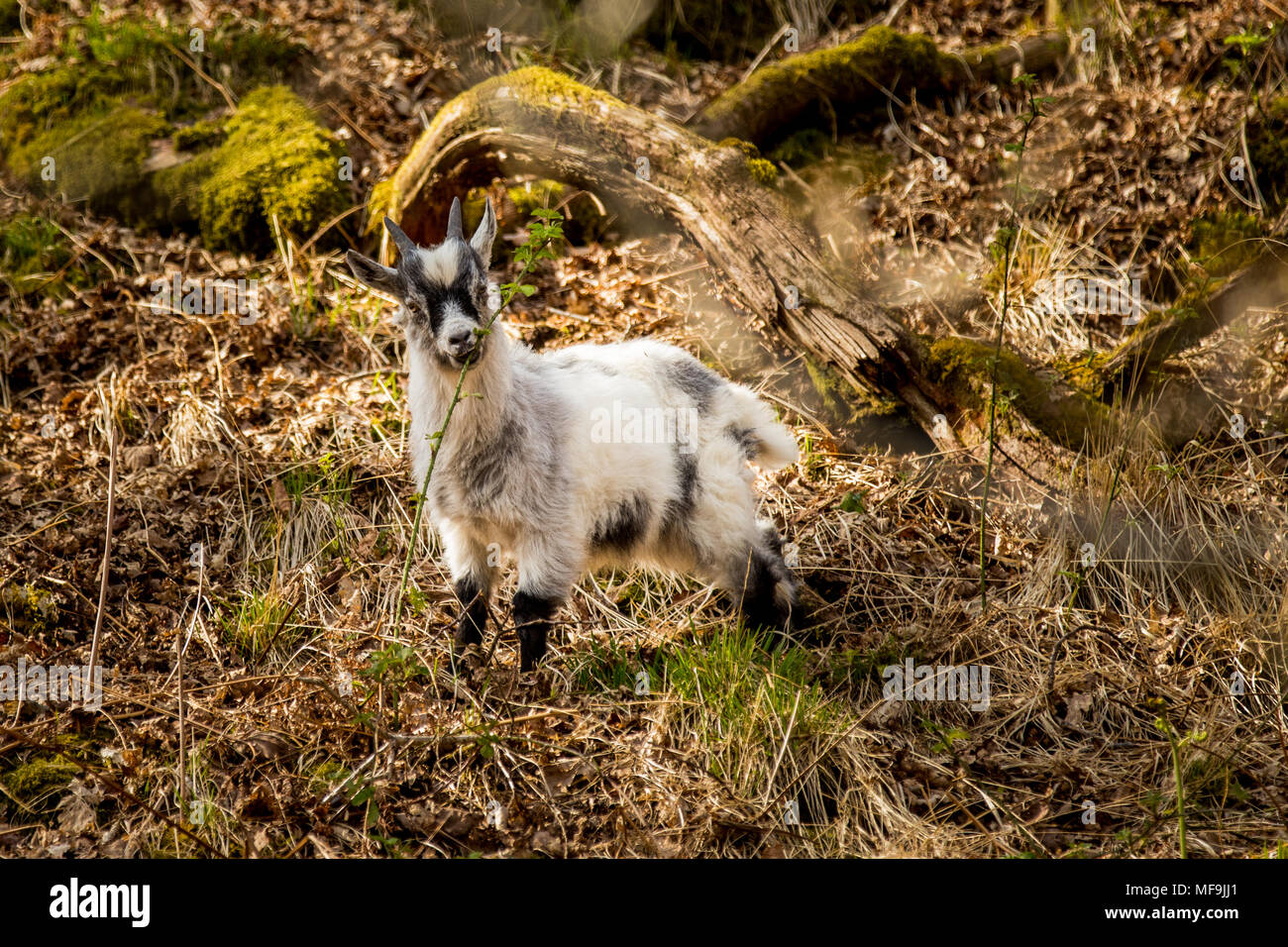 Ich war in der Straße nap in meinem Auto und ich hörte ein Rascheln auf der Bergseite. Es war dieser kleine Wilden Waliser Longhorn Ziege Kid mit der Nanny Stockfoto