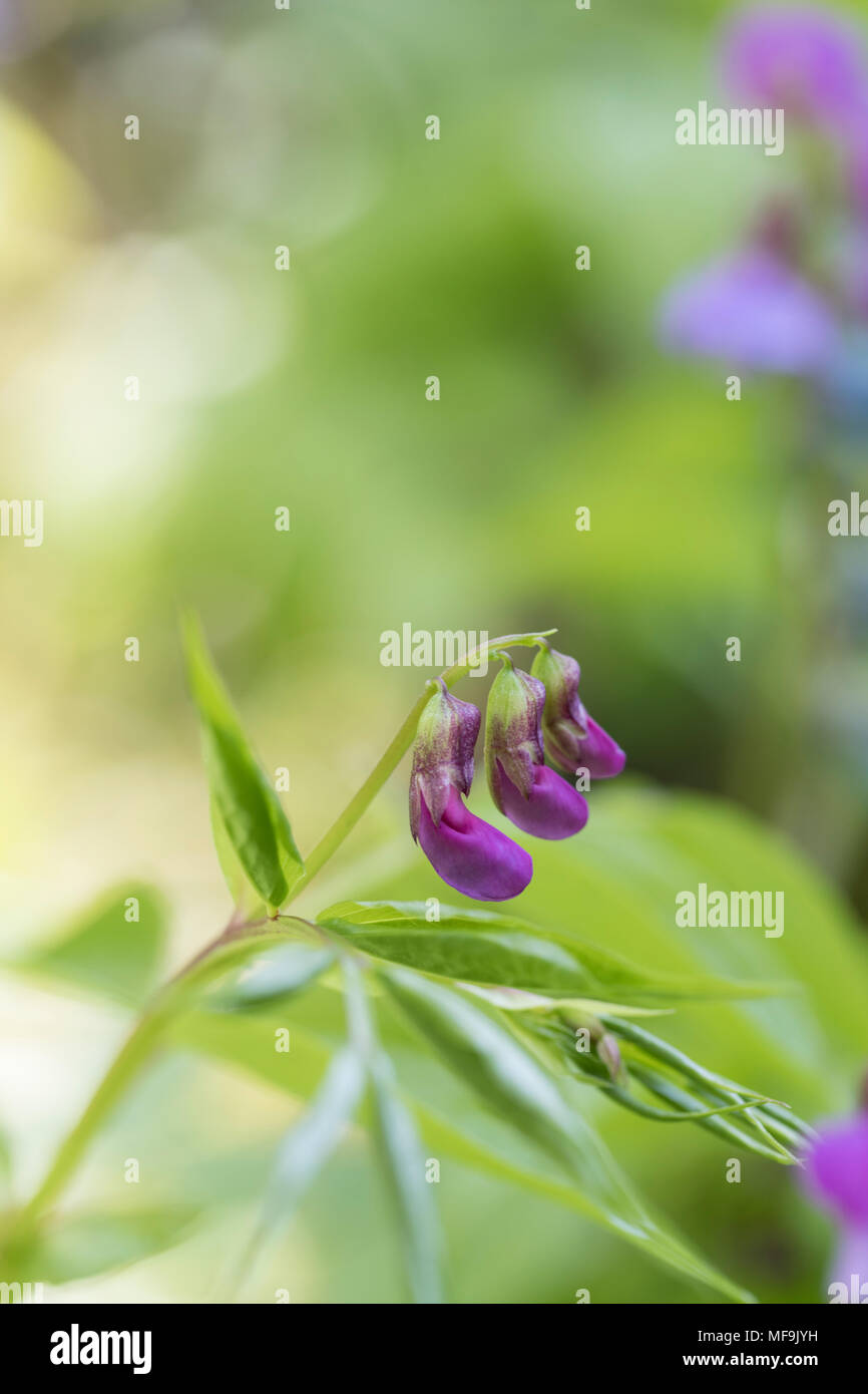 Nahaufnahme von Lathyrus vernus Blüte im Frühling Garten Stockfoto