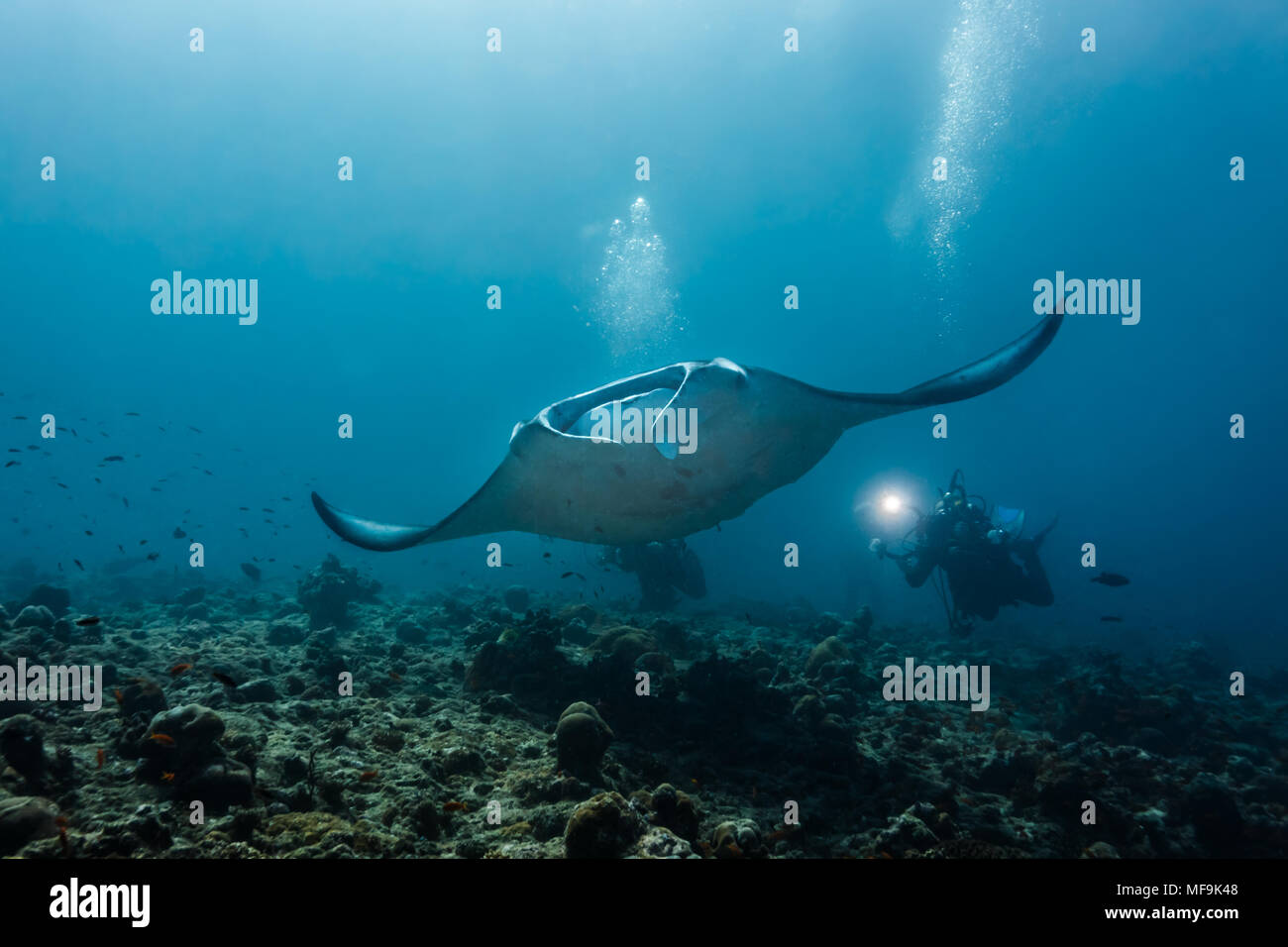 Der Tauchfotograf fotografiert riesige Manatarochen, die über Korallenriffen schwimmen Stockfoto