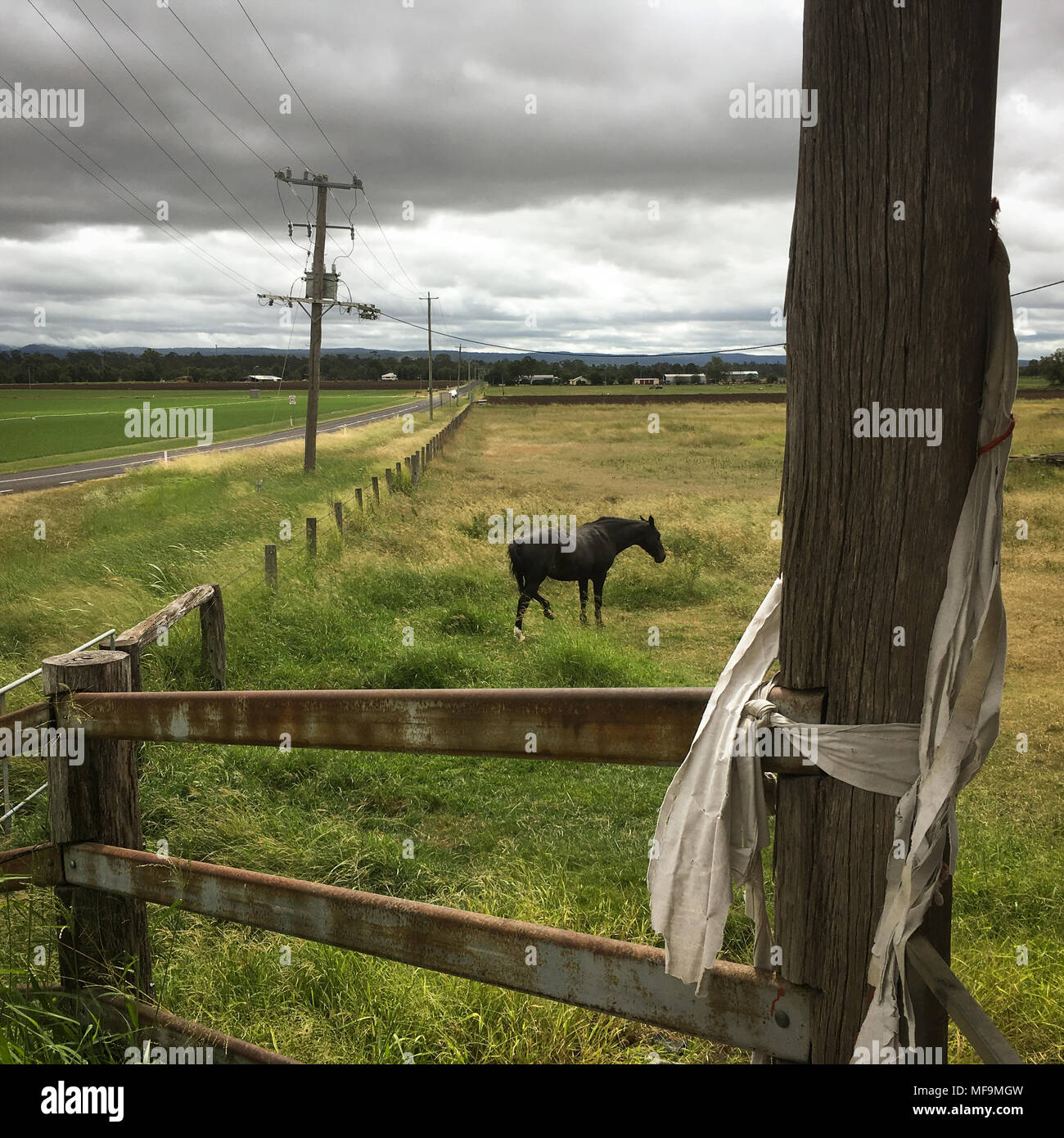 Pferd auf Ackerland, Queensland, Australien, am 29. März 2018. Stockfoto