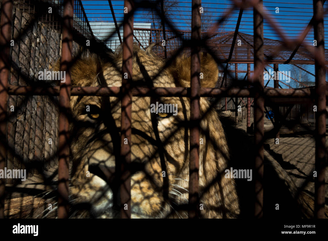 Ein Löwe sitzt in einem Open-air-Käfig der Zoo in der Stadt Perm, Russland Stockfoto