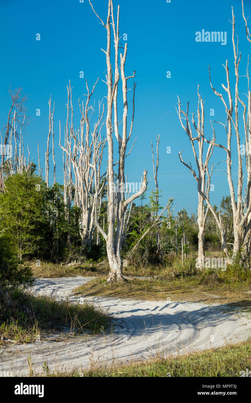 Die Crew Feuerstein Pen Strand von Floridas WEA (Natur und Umwelt), Bonita Springs, Florida, USA Stockfoto