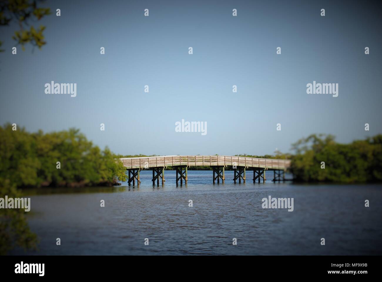 Alligator am Myakka State Park Stockfoto