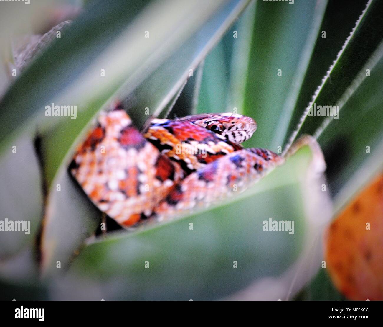 Alligator am Myakka State Park Stockfoto