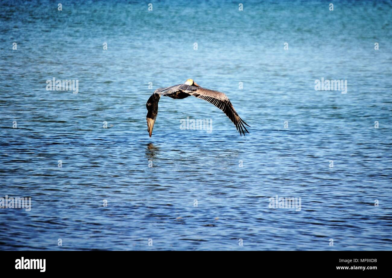 Alligator am Myakka State Park Stockfoto