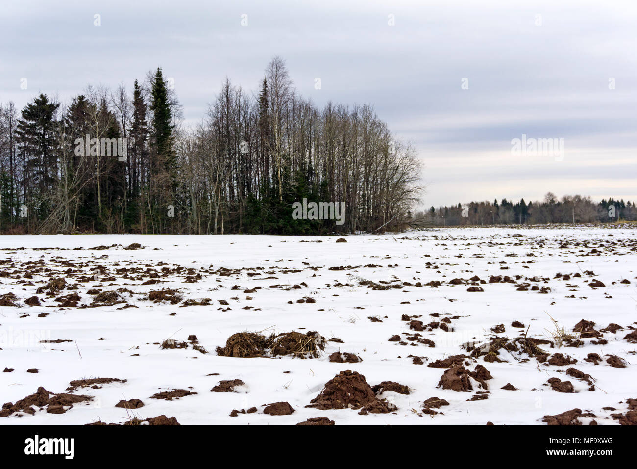 Feld mit der Schneeschmelze im Frühjahr gepflügt, in der Ferne ein Wäldchen und eine Herde von der Rückkehr der Vögel Stockfoto