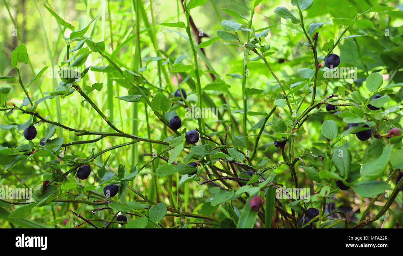 Heidelbeeren Wachsen Im Wald Rohe Frische Blaubeeren Close Up