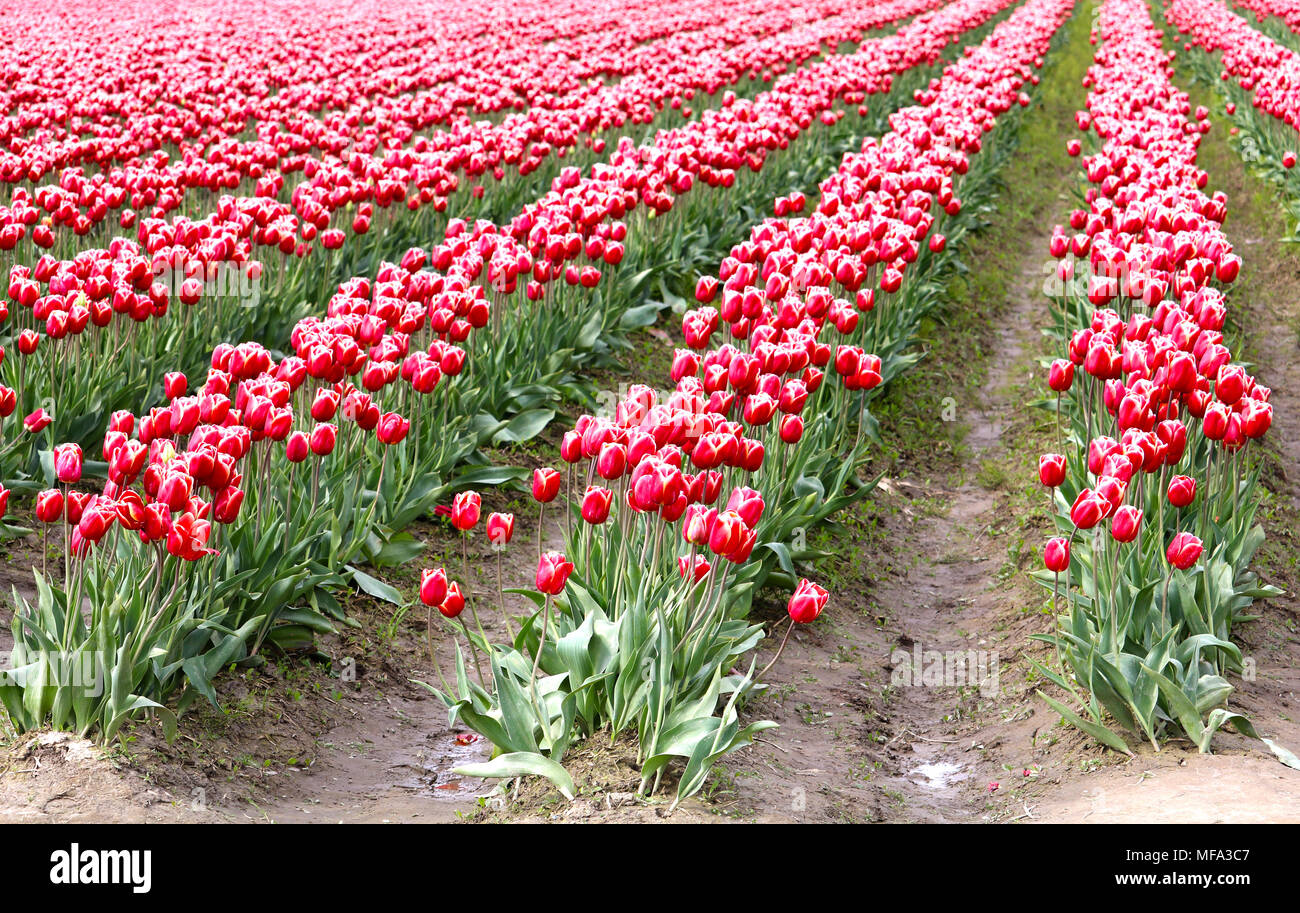 Rosa Tulpen in Reihen am Skagit Valley Tulip Festival in Mount Vernon, Washington. Stockfoto
