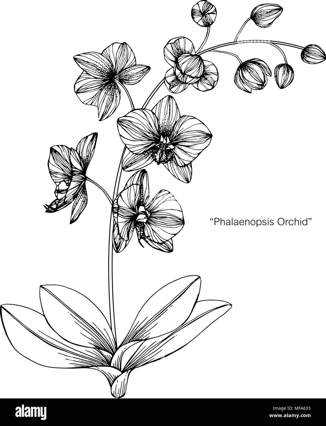 Orchid Flower Zeichnung Abbildung. Schwarz und Weiß mit Line Art auf weißem Hintergrund. Stock Vektor