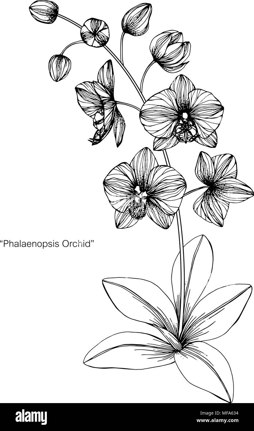 Orchid Flower Zeichnung Abbildung. Schwarz und Weiß mit Line Art auf weißem Hintergrund. Stock Vektor