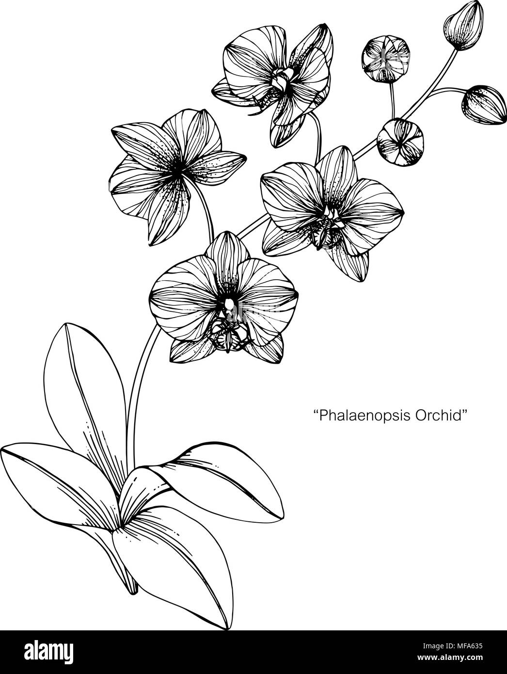 Orchid Flower Zeichnung Abbildung. Schwarz und Weiß mit Line Art auf weißem Hintergrund. Stock Vektor