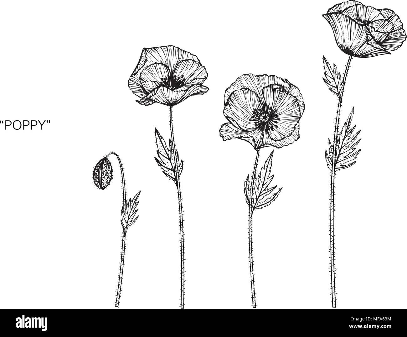 Poppy Flower Zeichnung Abbildung. Schwarz und Weiß mit Line Art auf weißem Hintergrund. Stock Vektor
