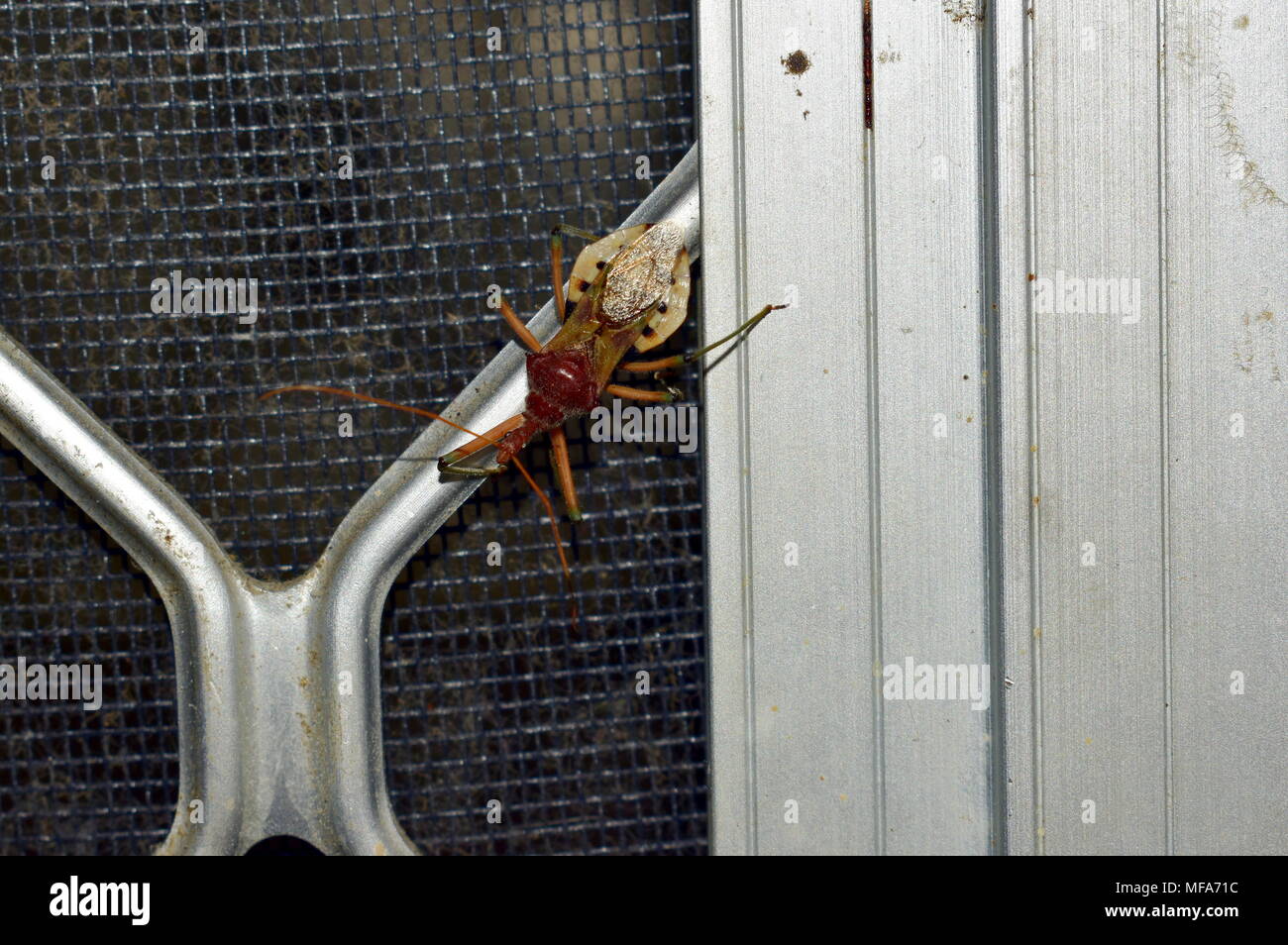 Assassin Bug/Käfer (Reduviidae) Stockfoto
