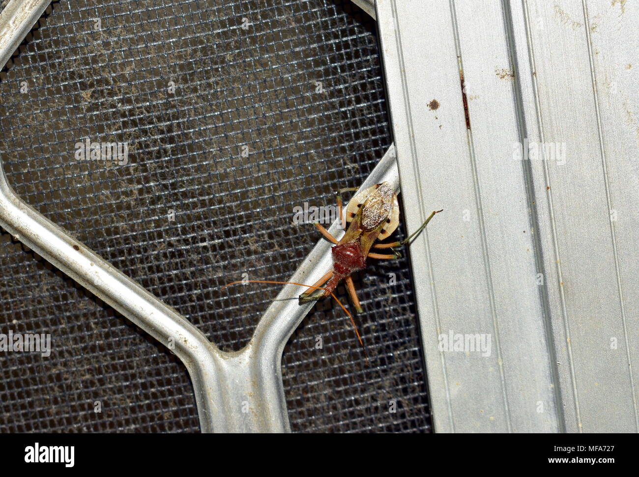 Assassin Bug/Käfer (Reduviidae) Stockfoto