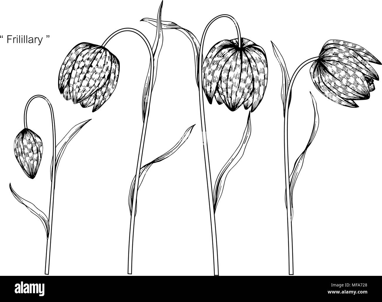 Die Schlange Kopf fritillary Blume zeichnen Abbildung. Schwarz und Weiß mit Line Art auf weißem Hintergrund. Stock Vektor