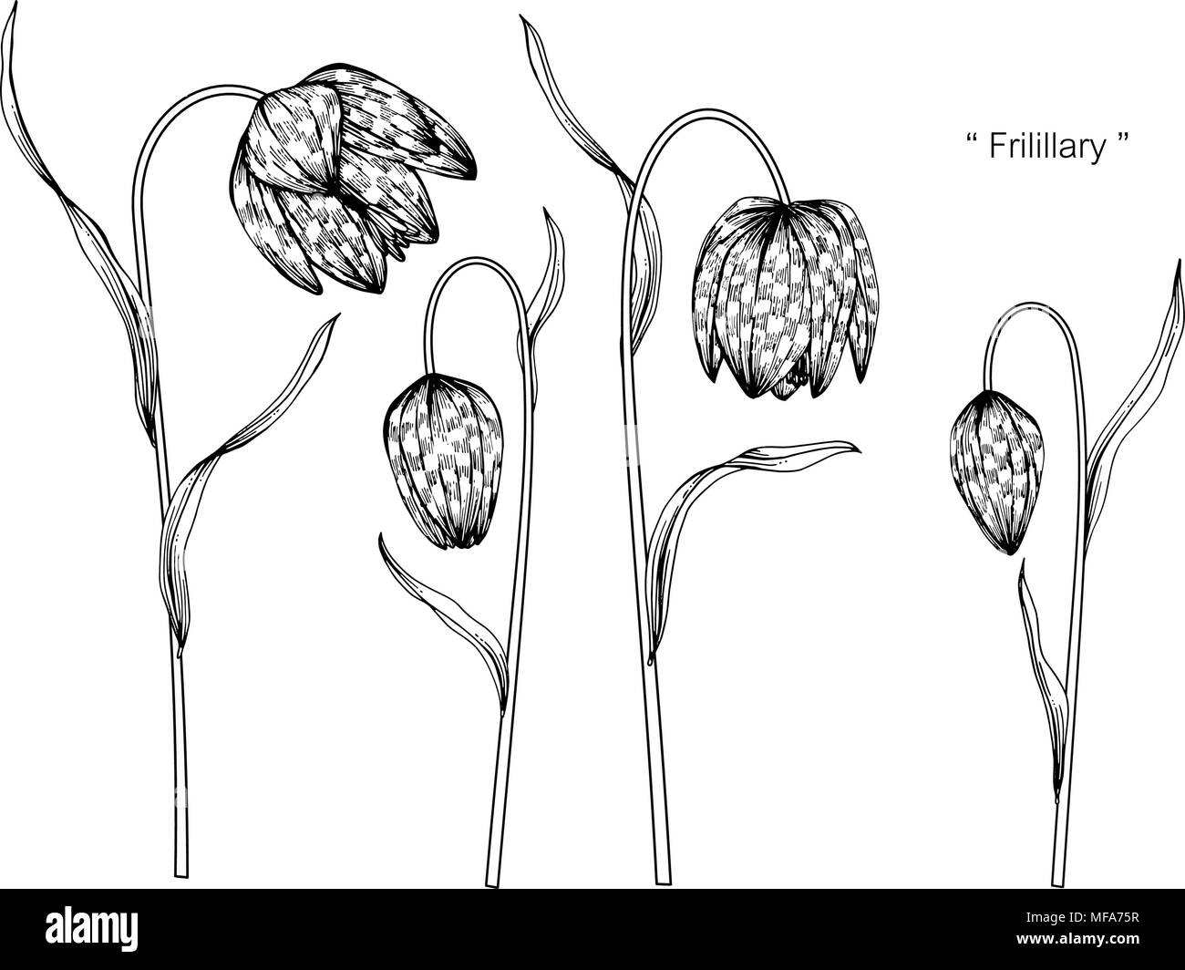 Die Schlange Kopf fritillary Blume zeichnen Abbildung. Schwarz und Weiß mit Line Art auf weißem Hintergrund. Stock Vektor