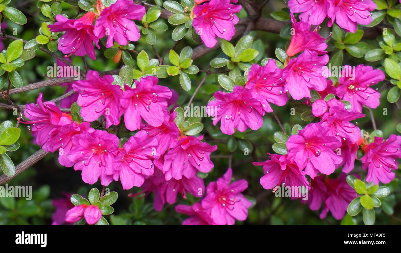 Rhododendron Japonicum mit hellen fuchsia pink Blumen closeup 1. Stockfoto