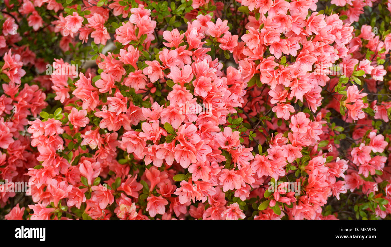 Rhododendron Blaauw's Rosa Blumen closeup 1. Stockfoto