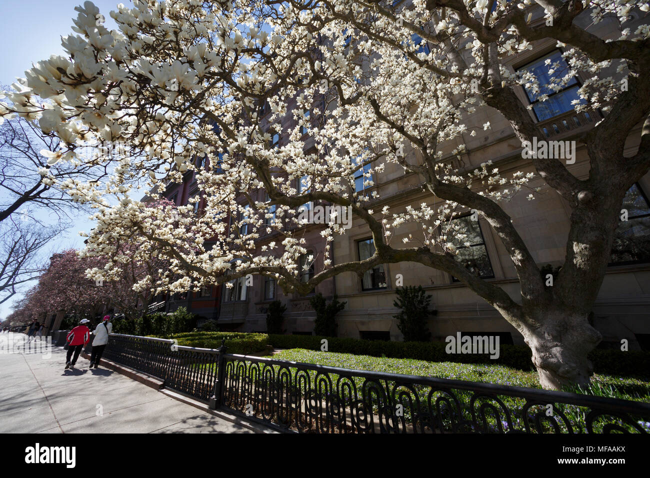 Weiß blühenden Magnolienbaum, der Commonwealth Avenue, Back Bay, Boston, Massachusetts, USA Stockfoto