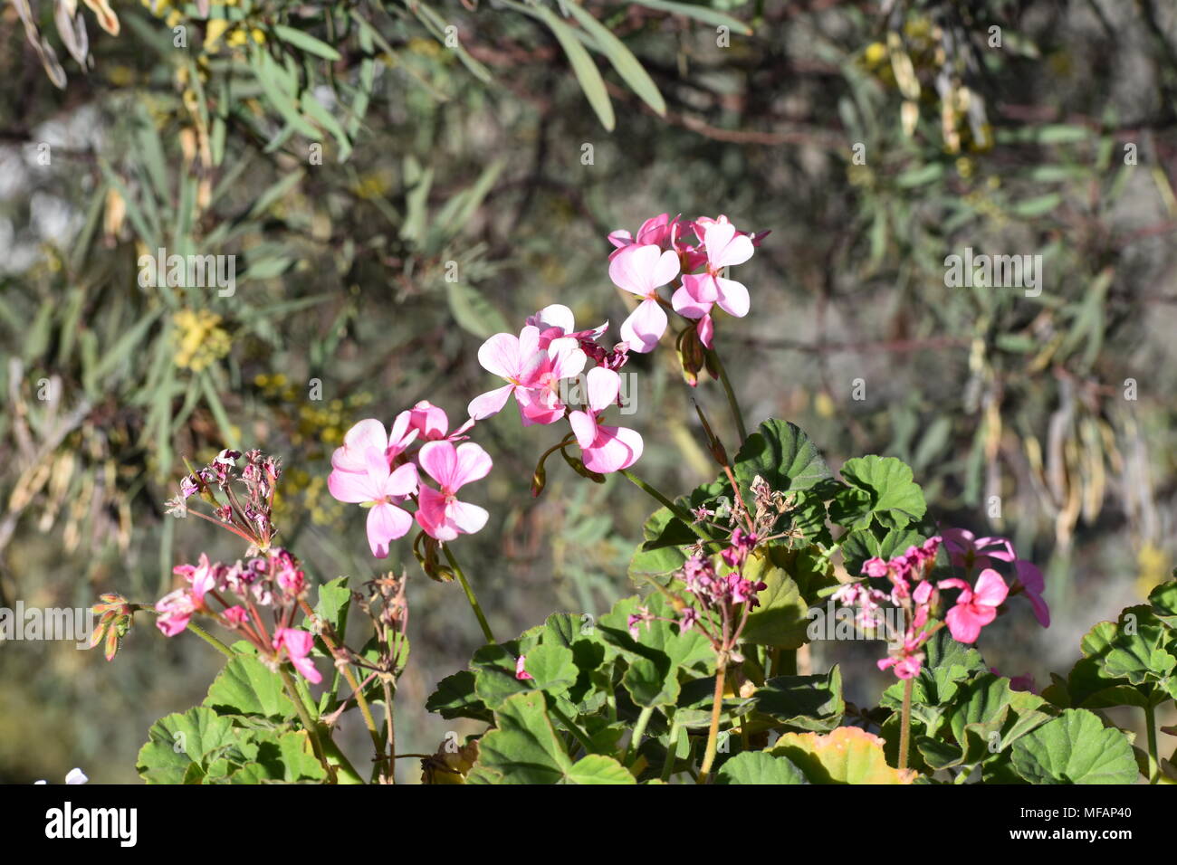 Schöne Blumen in einer La Paz City Garden Stockfoto