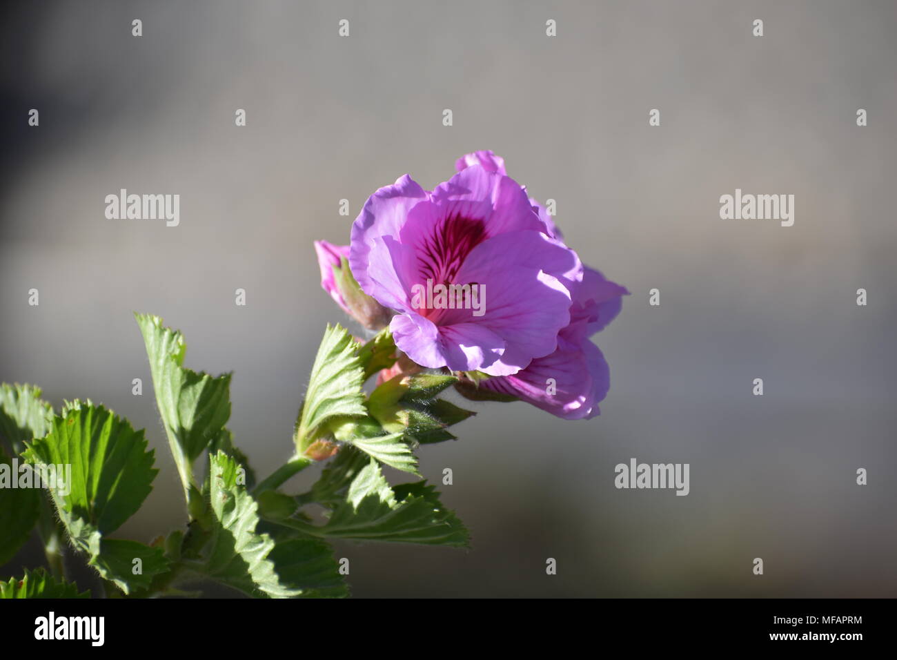 Schöne Blumen in einer La Paz City Garden Stockfoto