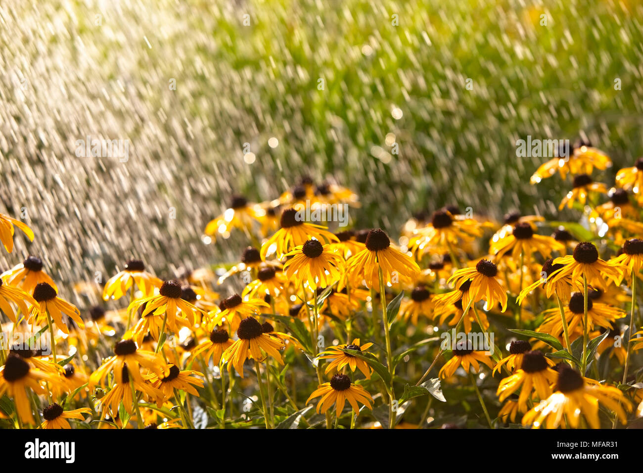 Wunderschöne gelbe Black Eyed Susan's während einer Sommer regen Sturm Stockfoto