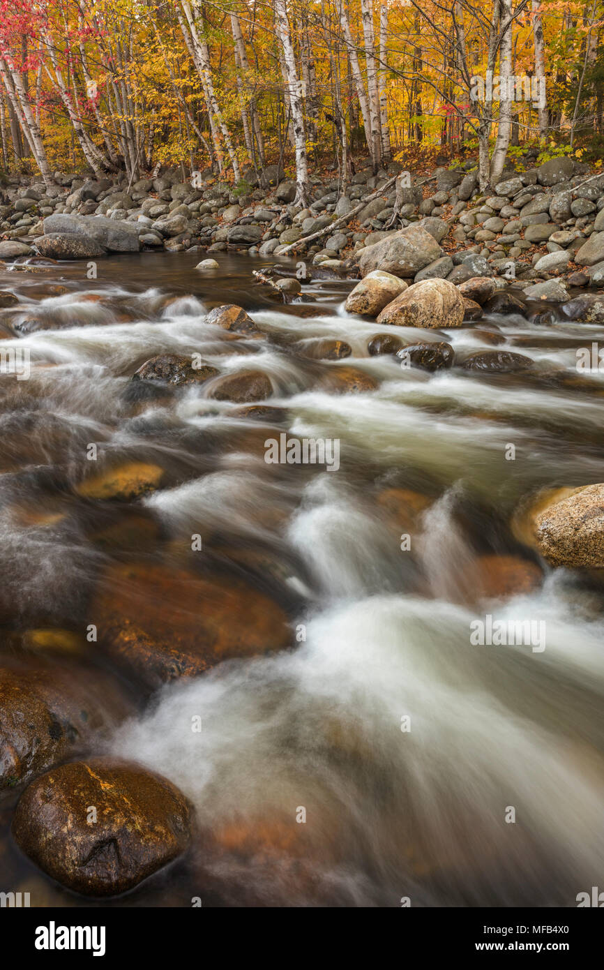 Herbst Laub entlang der Peabody Fluß, Gorham, New Hampshire Stockfoto