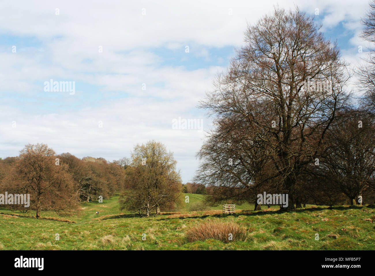 Petworth Park Stockfoto