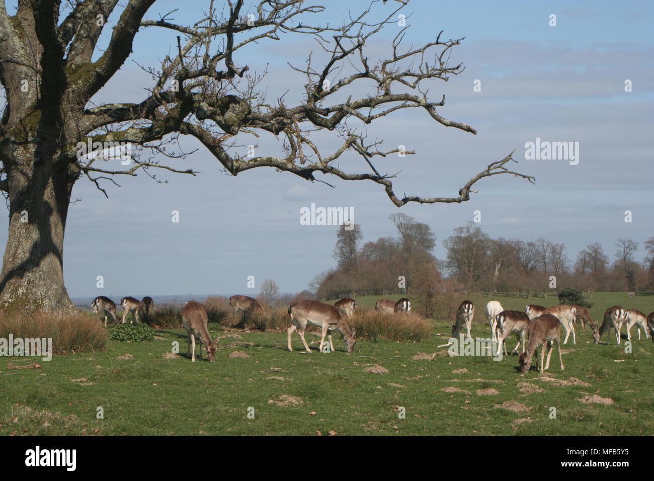 Petworth Park Stockfoto