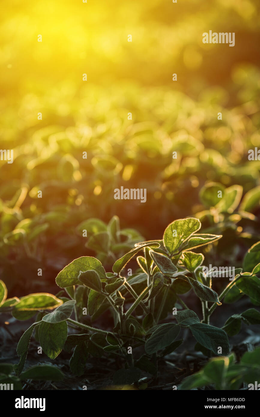 Kultivierte Sojabohne landwirtschaftlichen Feld im Sonnenuntergang Stockfoto