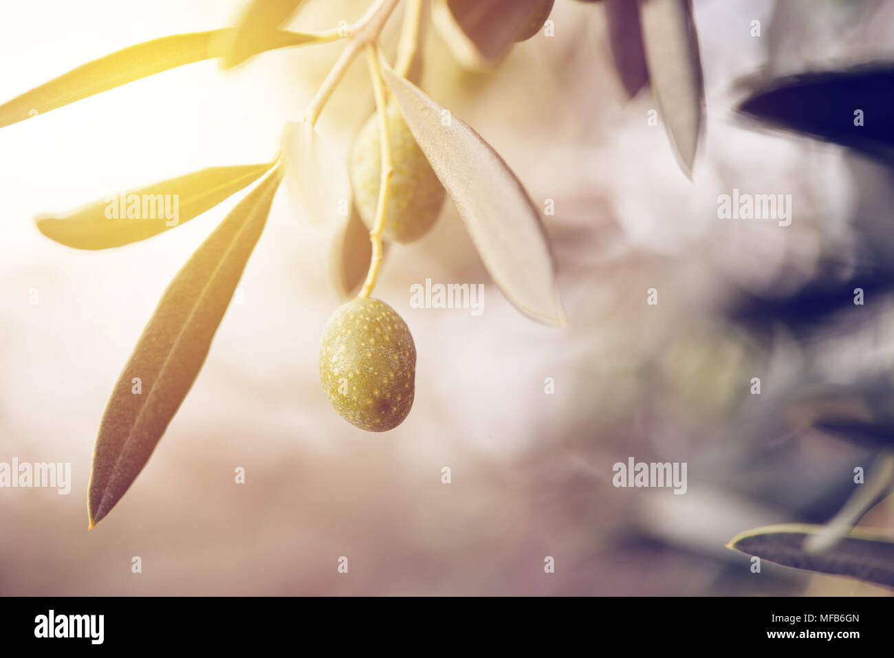 Reif Green Olive Obst auf Zweig des Baumes in ökologische Plantage im Mittelmeerraum kultiviert, selektiven Fokus Stockfoto