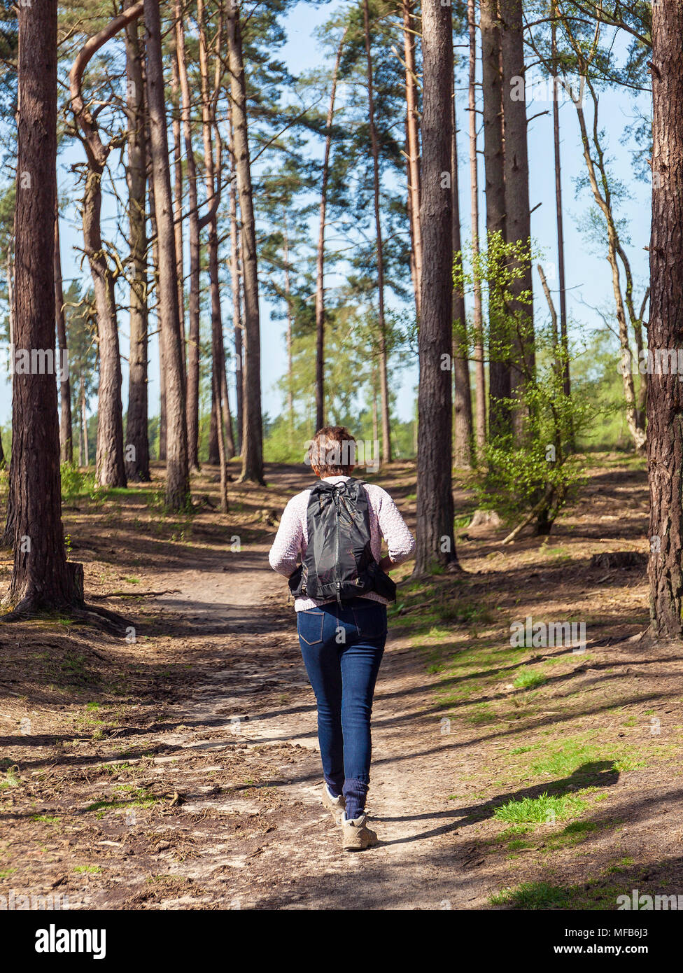 Frau wandern in einem Wald. Stockfoto