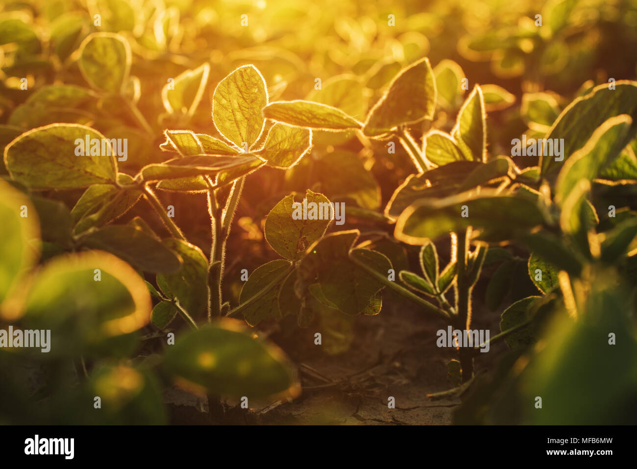 Organische Sojafeld im Sonnenuntergang, selektiven Fokus Stockfoto
