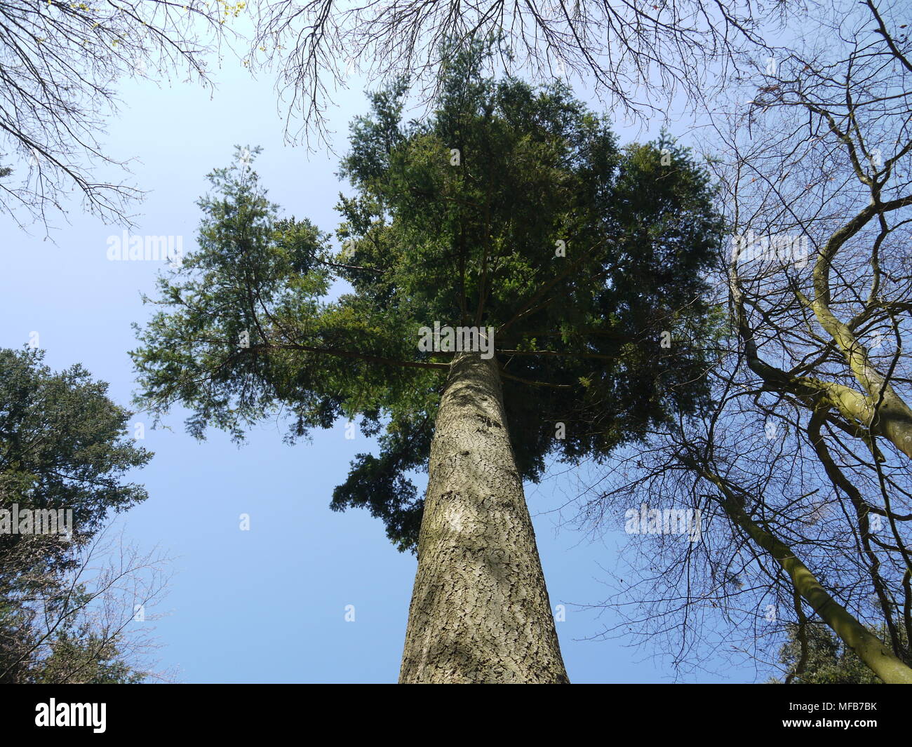 Pine Tree auf einem Waldspaziergang im frühen Frühjahr Stockfoto