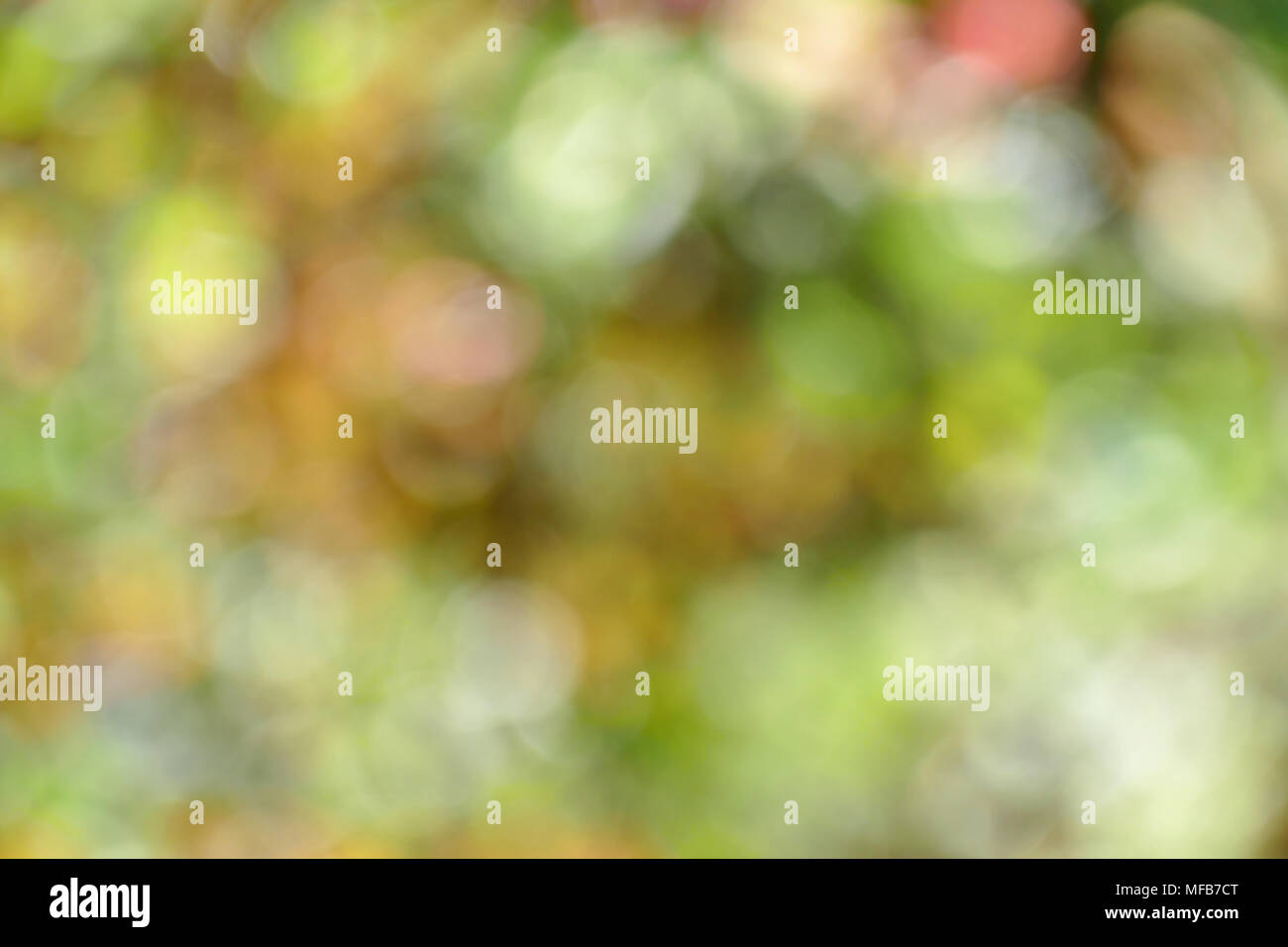 Unscharfer Hintergrund Grün der Blätter. Platz kopieren Stockfoto