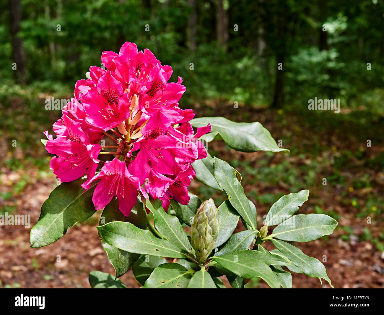 Dunkelrot Nova Zembla Rhododendron Pflanzen blühen im Garten, Montgomery Alabama, USA. Stockfoto