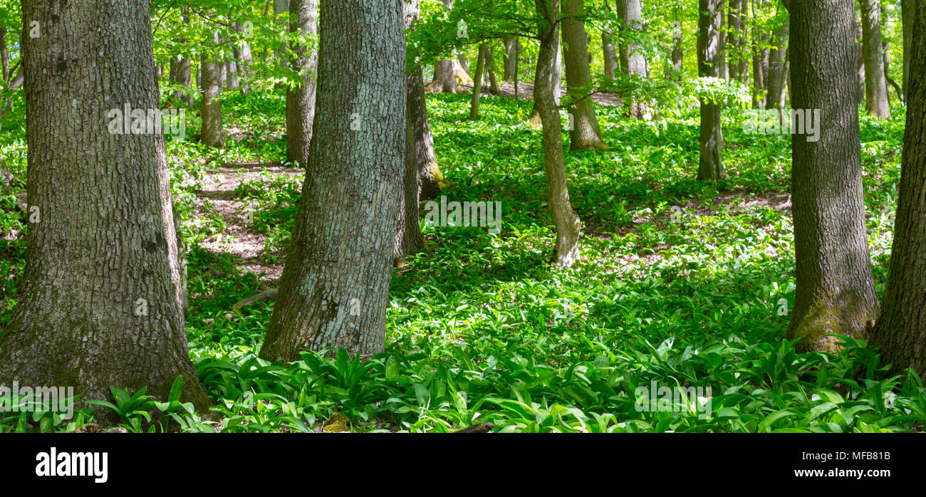 Frühlingswald mit Bärlauch grünen Teppich Stockfoto