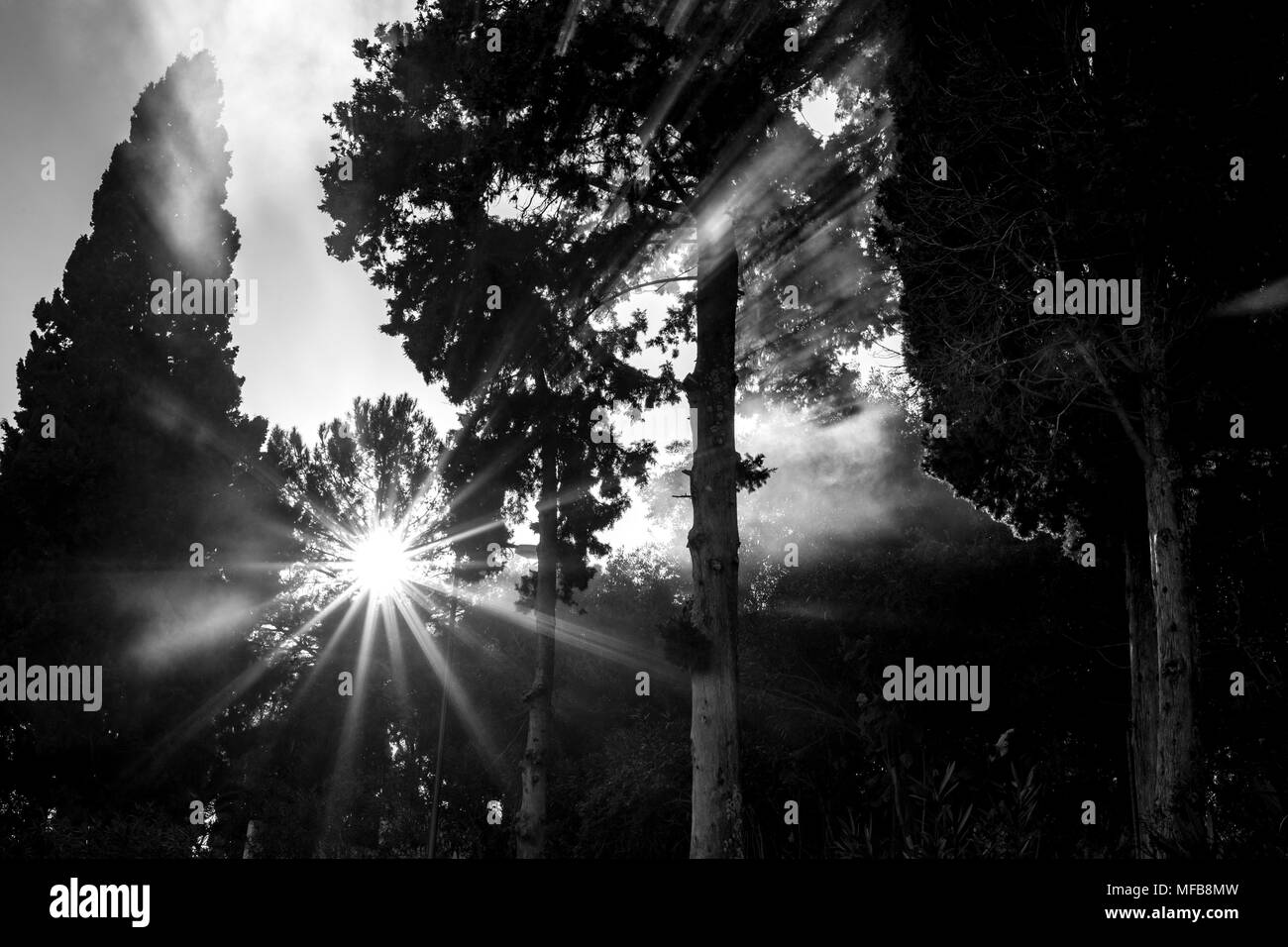 Sonnenstrahlen magisch durch Kiefernwald Rauch mit lichtbeugung. Schwarz-weiss Bild in Korfu, Griechenland während der fotografischen Reise genommen Stockfoto