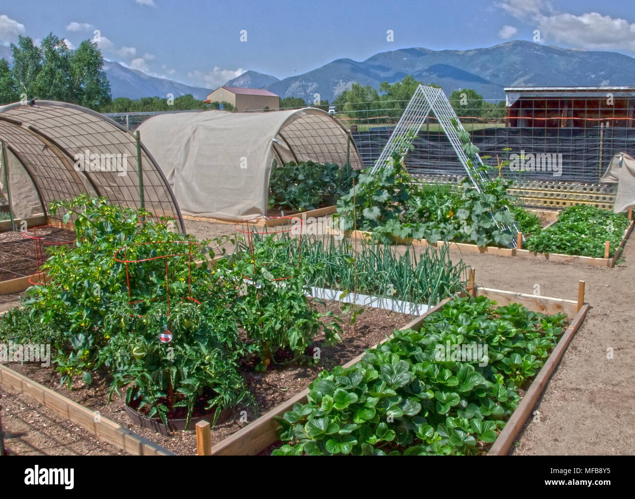 Einen gut gepflegten Gemüsegarten in den Bergen von Colorado zeigt alles vom Kürbis und Bohnen zu tomatillos, Brokkoli und Zwiebeln. Stockfoto
