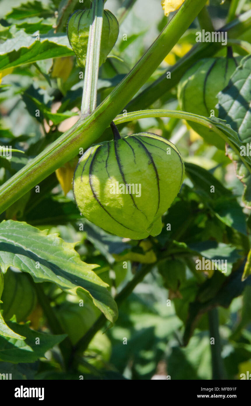 Einen gut gepflegten Gemüsegarten in den Bergen von Colorado zeigt alles vom Kürbis und Bohnen zu tomatillos, Brokkoli und Zwiebeln. Stockfoto