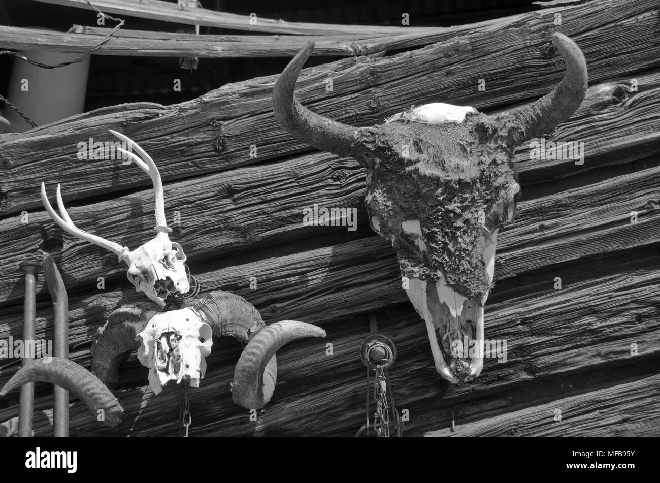 Eine alte Büffel Schädel mit Hörner hängt an einem verlassenen Blockhütte Wand, Slong mit einer RAM-Schädel und voll gekrümmten Hörnern, und ein junger Hirsch Schädel mit antle Stockfoto