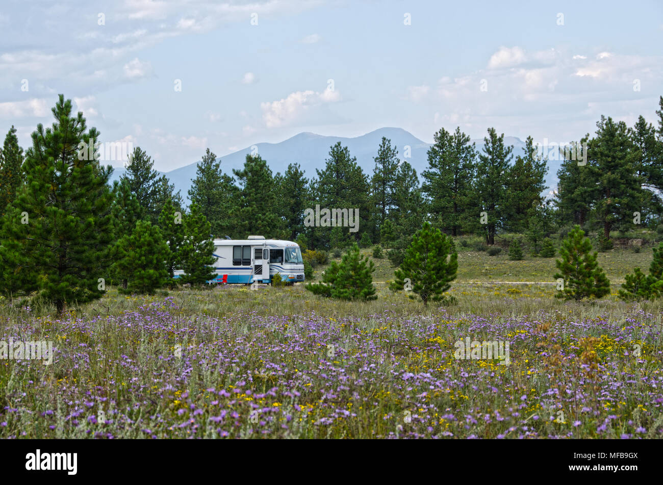Eine große Klasse ein Wohnmobil ist boondocking im National Forest, von Wildblumen umgeben. Stockfoto