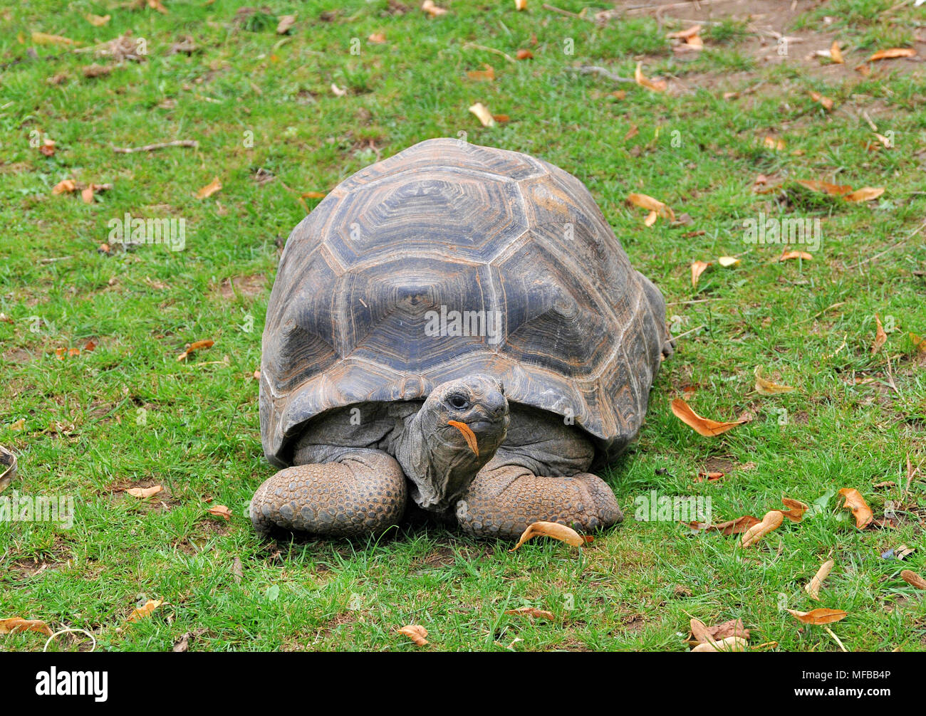 Riesenschildkröte im Freien mit Blatt in seinem Maul an der Bristol Zoo, Großbritannien Stockfoto