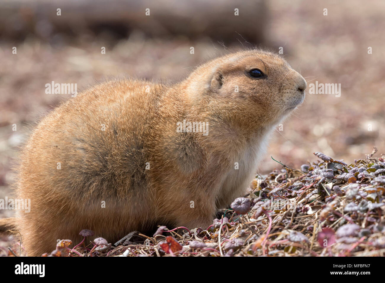 Schwarz-tailed Präriehunde (Cynomys ludovicianus) Stockfoto