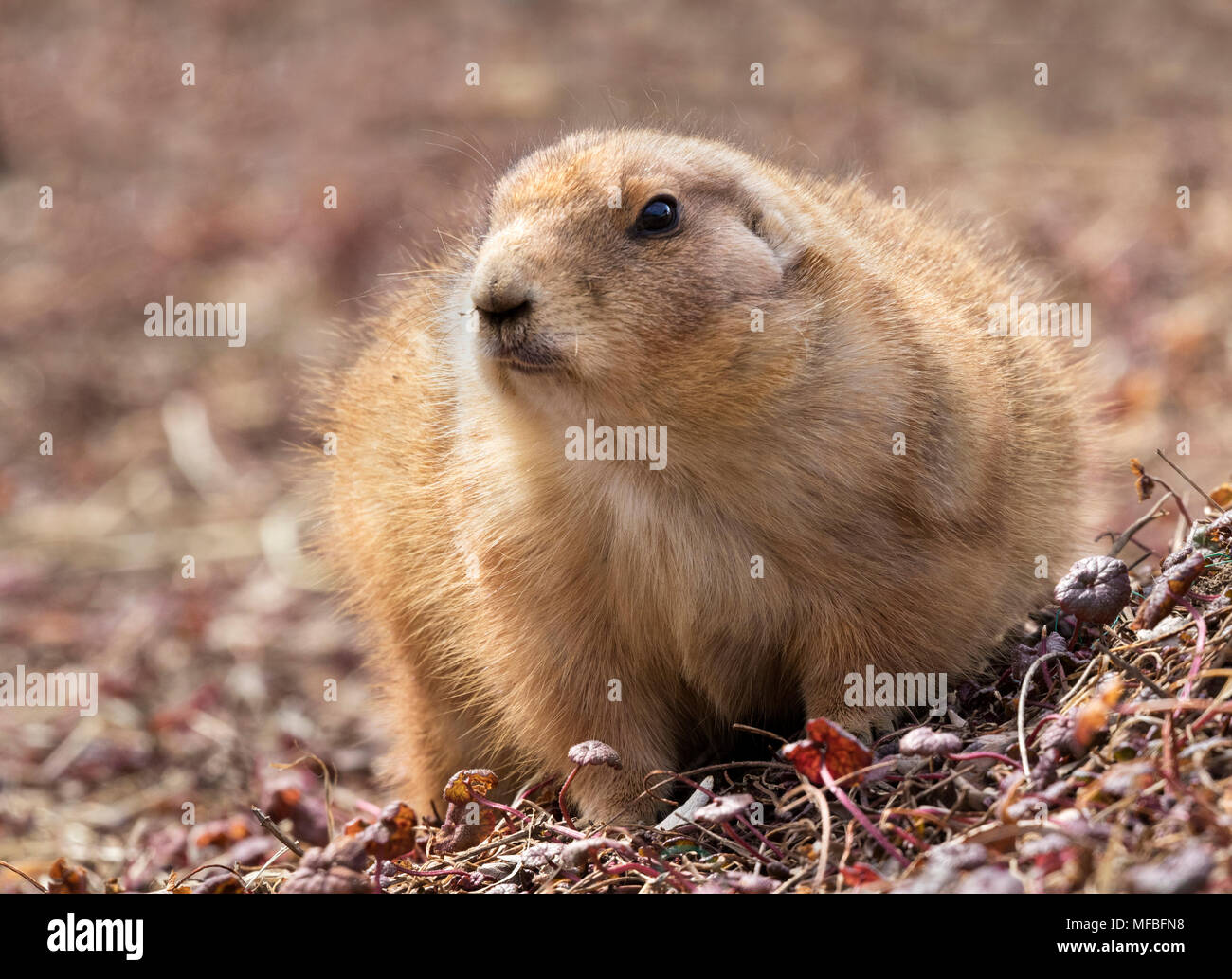 Schwarz-tailed Präriehunde (Cynomys ludovicianus) Stockfoto